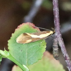 Harpella forficella