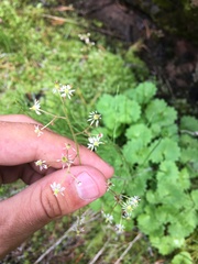 Micranthes nelsoniana aestivalis