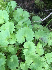 Micranthes nelsoniana aestivalis