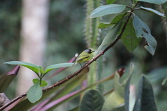 Todirostrum poliocephalum