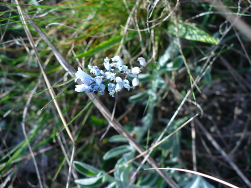 Image of Hyacinthella leucophaea by (c) Denys Vynokurov, some rights reserved (CC BY)