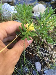 Rhodiola