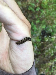 Parnassius stubbendorfii