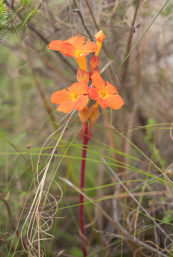 Harveya stenosiphon, photograph 4