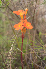 Harveya stenosiphon, photograph (c) Morten Ross, some rights reserved (CC BY)