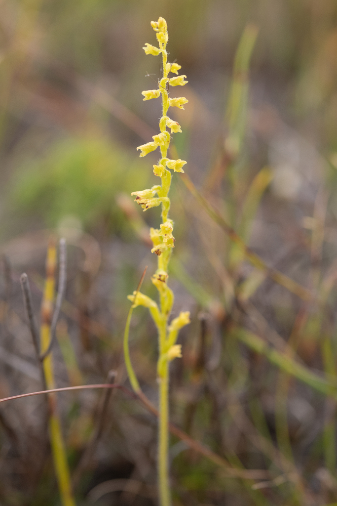 Holothrix brevipetala