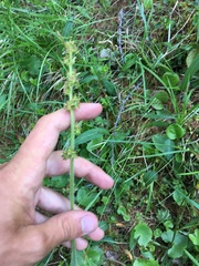 Micranthes hieraciifolia