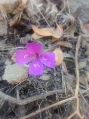 Clarkia bottae