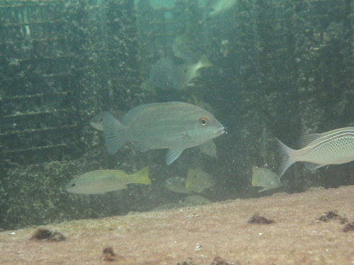 Plectorhinchus schotaf observed 2025-02-18