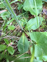 Micranthes hieraciifolia