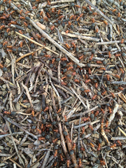 Formica integroides