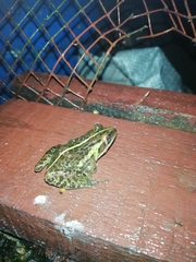 Hoplobatrachus tigerinus