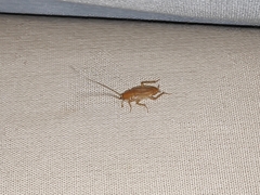 Ectobius pallidus