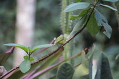 Todirostrum poliocephalum