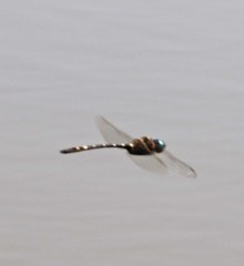 Macromia