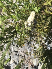 Sorbaria sorbifolia