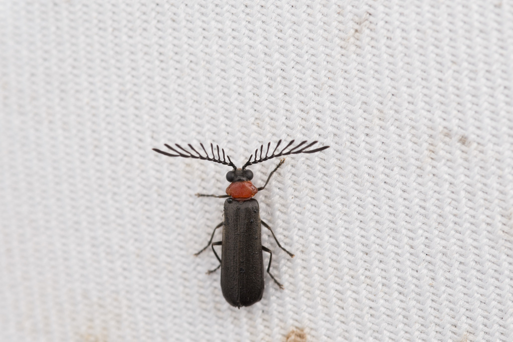 Laemoglyptus taihorinensis