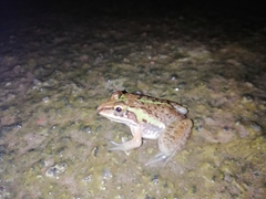 Hoplobatrachus tigerinus