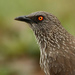Arrow-marked Babbler - Photo (c) Alan Manson, some rights reserved (CC BY-SA)