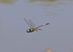 Macromia