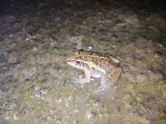 Hoplobatrachus tigerinus