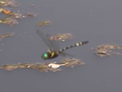 Macromia