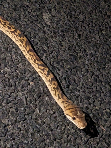 Australian Scrub Python sighting