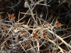 Tetradymia stenolepis
