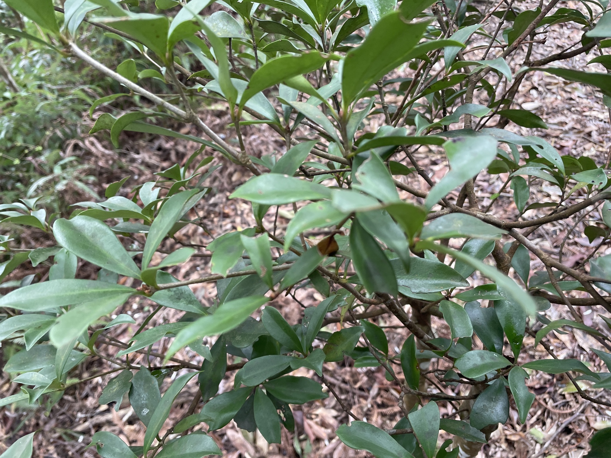 Imagem de Abricó-de-jardim