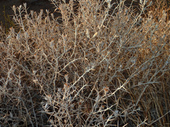 Tetradymia stenolepis