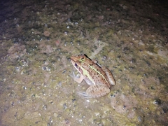 Hoplobatrachus tigerinus