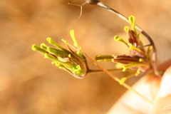 Cordylanthus rigidus rigidus