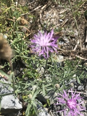 Centaurea