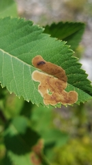 Agromyza valdorensis