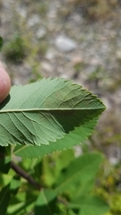 Agromyza valdorensis