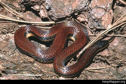 Chiapas burrowing snake