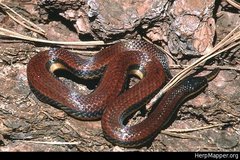 Adelphicos nigrilatum