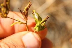 Cordylanthus rigidus rigidus