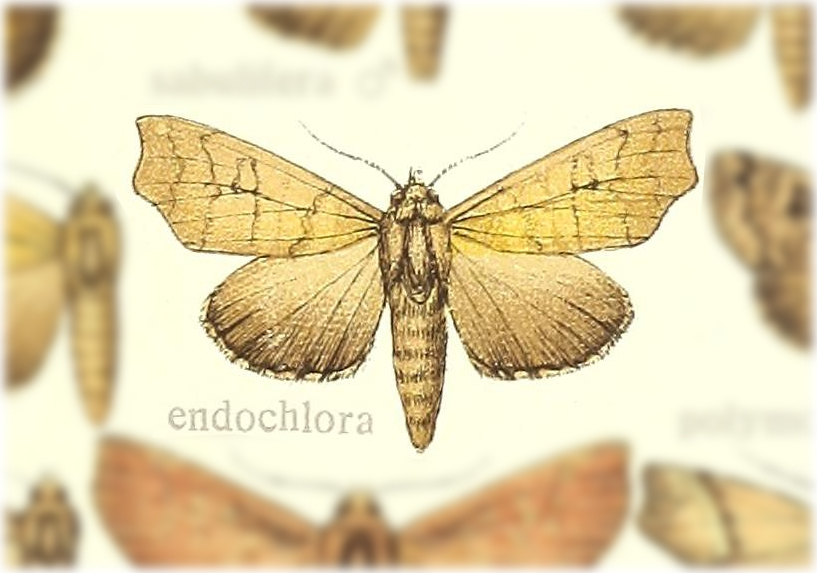 Anomis endochlora