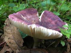 Russula amoenicolor