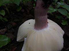 Russula amoenicolor
