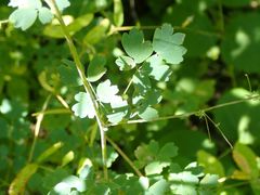 Thalictrum venulosum