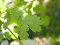 Thalictrum venulosum