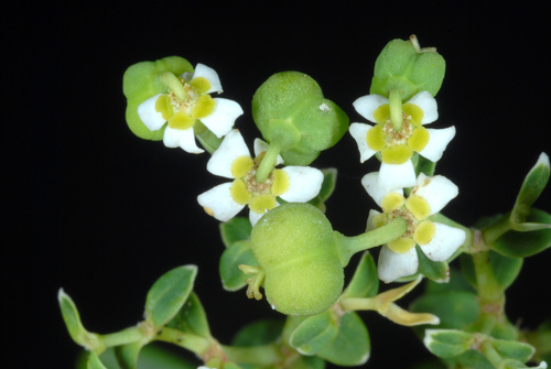 Euphorbia corollata