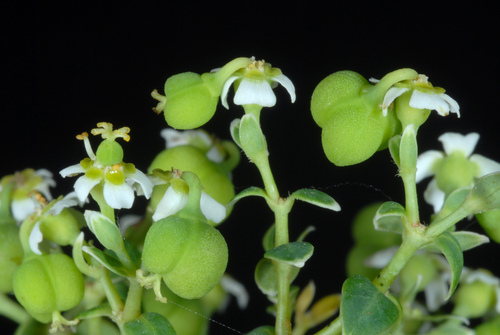 Euphorbia corollata