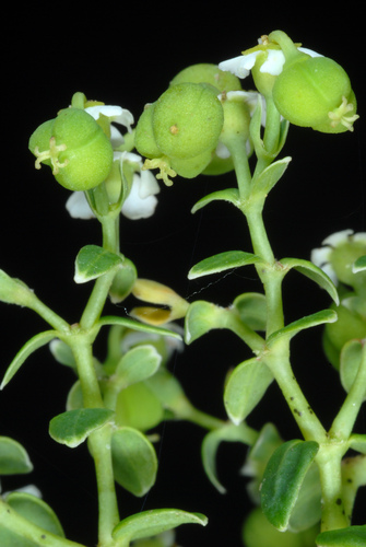 Euphorbia corollata