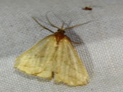 Protodeltote albidula