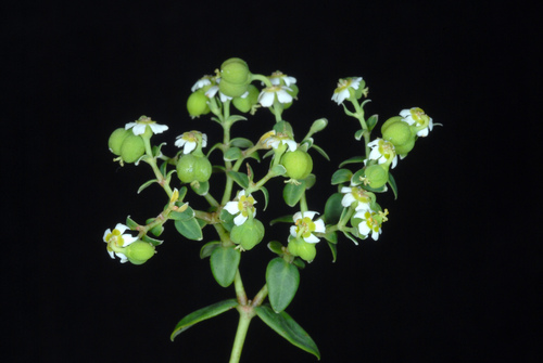 Euphorbia corollata