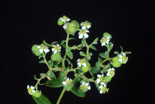 Euphorbia corollata