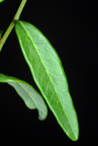 Euphorbia corollata